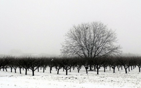 Winter-Trees-Monochrome