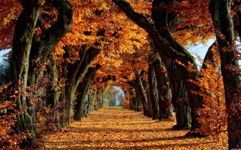 Fall-Autumn-Trees-Leaves-Nature-Images