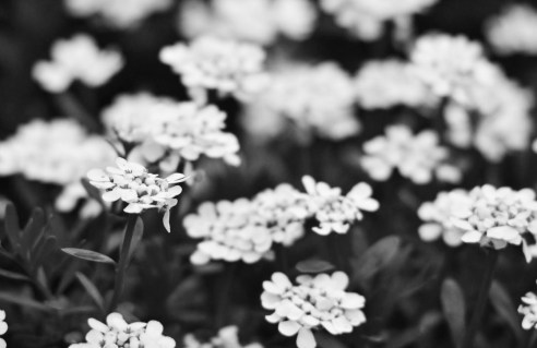 spring-time-1-black-and-white