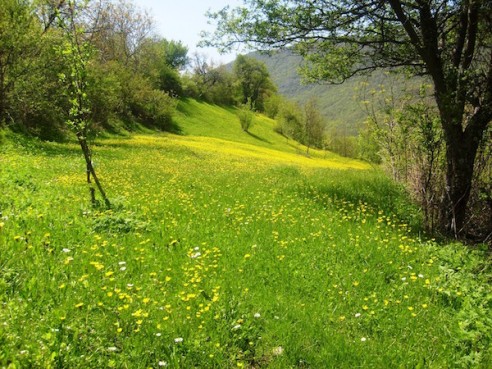 spring-meadow